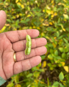 Prisma Agronegócios