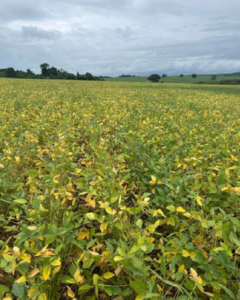 Prisma Agronegócios